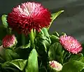 Detailaufnahme Sorte ‘Rob Roy’
