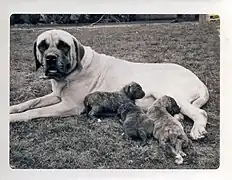 Bandog, Hündin mit Welpen