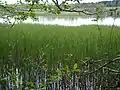 Teich-Schachtelhalm im Bestand