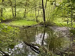 Teich bei Steinbrink am Oberlauf