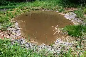 Blick auf den oberen Teich, idealer Lebensraum für Amphibien