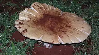 Termitomyces umkowaani