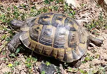 Griechische Landschildkröte auf einem Waldweg bei Panagia