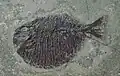Tetragonolepis semicinctus