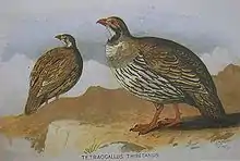 Tibetkönigshuhnaus Allan Octavian Hume und Charles Henry Tilson Marshall: Game birds of India, Burmah and Ceylon, 1880