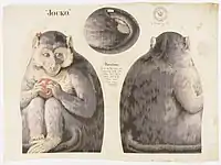 Schnittmuster zur Anfertigung einer Jocko-Stoffpuppe, 1892.