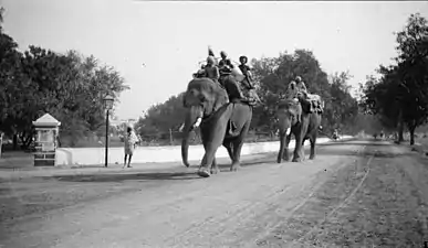 Indian natives riding elephants in Delhi, India