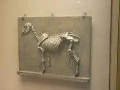 G-500. Relief plaque of a horse’s skeleton (1878), Philadelphia Museum of Art.