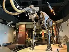 Zwölftausend Jahre altes Skelett eines Wollmammuts in der Native American Gallery.