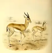 Pelzeln-Gazelle