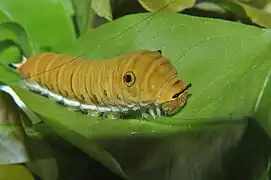Ausgewachsene Raupe  (gelbliche Morphe)