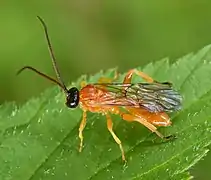 Theronia hilaris