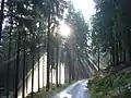 Waldweg zwischen Jägersgrün und Friedrichsgrün