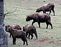 Takin-Gruppe
