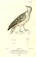 Graubrust-Höhenläufer illustriert von Jean-Gabriel Prêtre