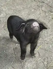 Tibetschwein-Ferkel im Tibetdorf