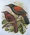 vorn: adultes Exemplar, hinten: Junges des Südinsel-Sattenvogels (von J. G. Keulemans in Buller 1873).
