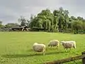 Tiergehege Muggensturm