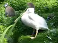 Rosapelikan auf der Katta-Insel