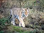 Sibirischer Tiger "Alex"