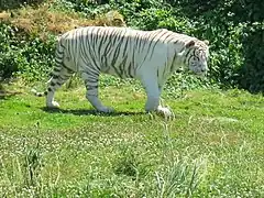 Weißer Tiger (Panthera tigris)