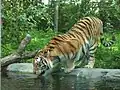Sibirischer Tiger (Panthera tigris altaica)