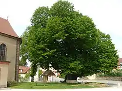 Linde von Turenne auf dem Dorfplatz