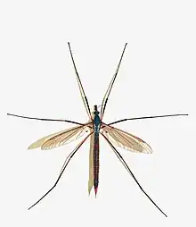 Weibliche Kohlschnake (Tipula oleracea, Weibchen)