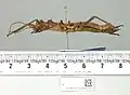 Weibchen aus dem Natural History Museum – lateral