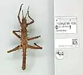 Männchen aus dem Natural History Museum – dorsal