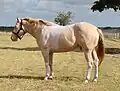 Paint Horse mit Tobiano-Fellzeichnung und Glasaugen