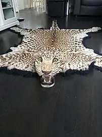 Indischer Leopard (2017)