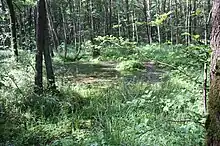 Quaßliner Moor