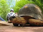 StrahlenschildkröteAstrochelys radiata