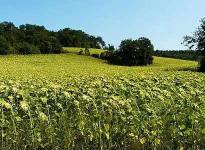 Sonnenblumenfeld gegen Sommerende