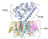 Das Choleratoxin-Hexamer AB5 von der Seite, das Pentamer CTB und die beiden Teile CTA1 und CTA2 der Untereinheit A separat ausgewiesen