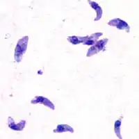 Tachyzoiten von Toxoplasma gondii