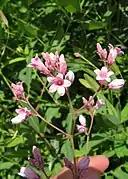 Apocynum venetum