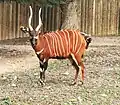Bongo