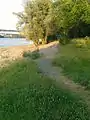Rampe des ehemaligen Eisenbahntrajektes Bonn, linksrheinisch, bei Niedrigwasser