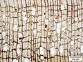Querschnitt von Spirostachys africana