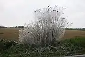 Traubenkirsche mit einem Befall von Traubenkirschen-Gespinstmotten