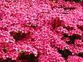 Rhododendronhecke