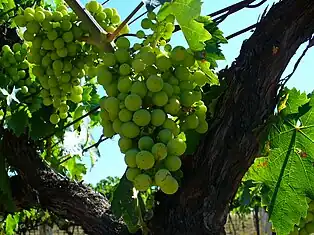 Bombino Bianco