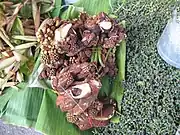 Trevesia palmata (junge Blütenstände und auch Blätter)