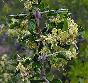 Blüten und Zweige von Trevoa quinquenervia