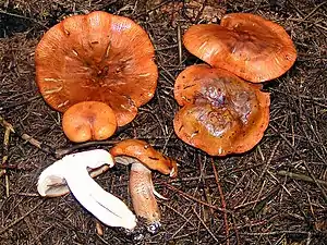 Orangeroter RitterlingTricholoma aurantium