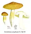 Tricholoma coryphaeum (G.&nbsp;Bresadola Iconographia Mycologica Tab.&nbsp;54)