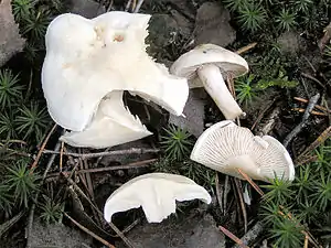 Unverschämter RitterlingTricholoma lascivum