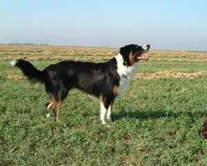 English Shepherd
